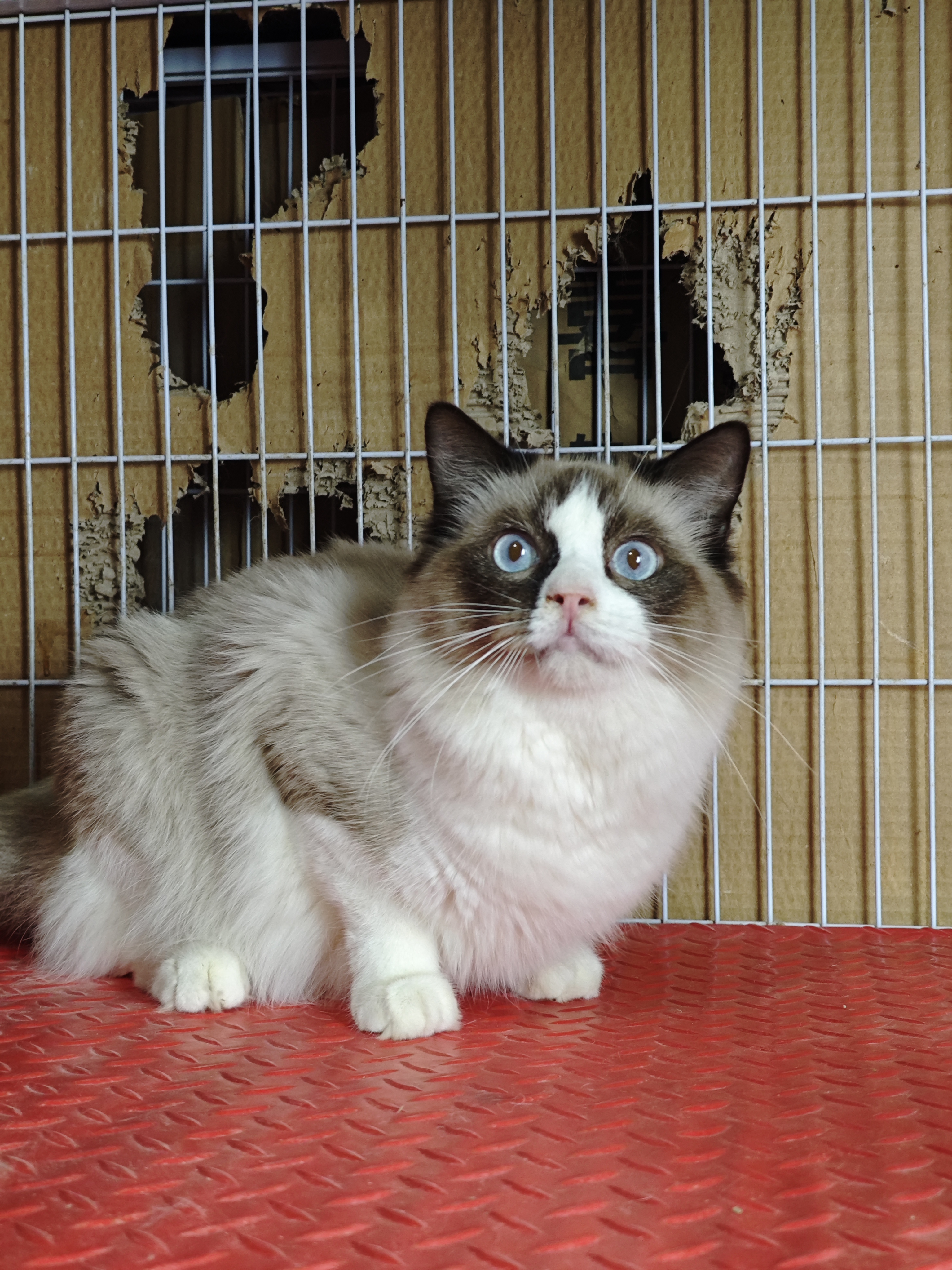 布偶猫，疫苗驱虫齐，标价实价，广东省内可包邮